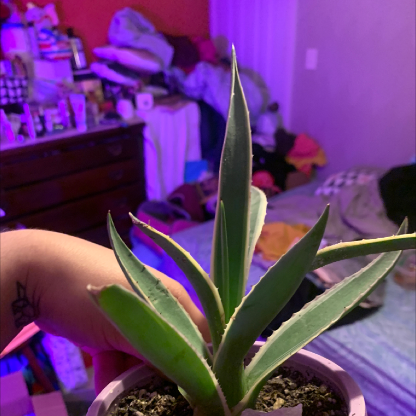 Closeup view of a healthy century plant (Agave americana) with spiky green leaves growing in a small planter.