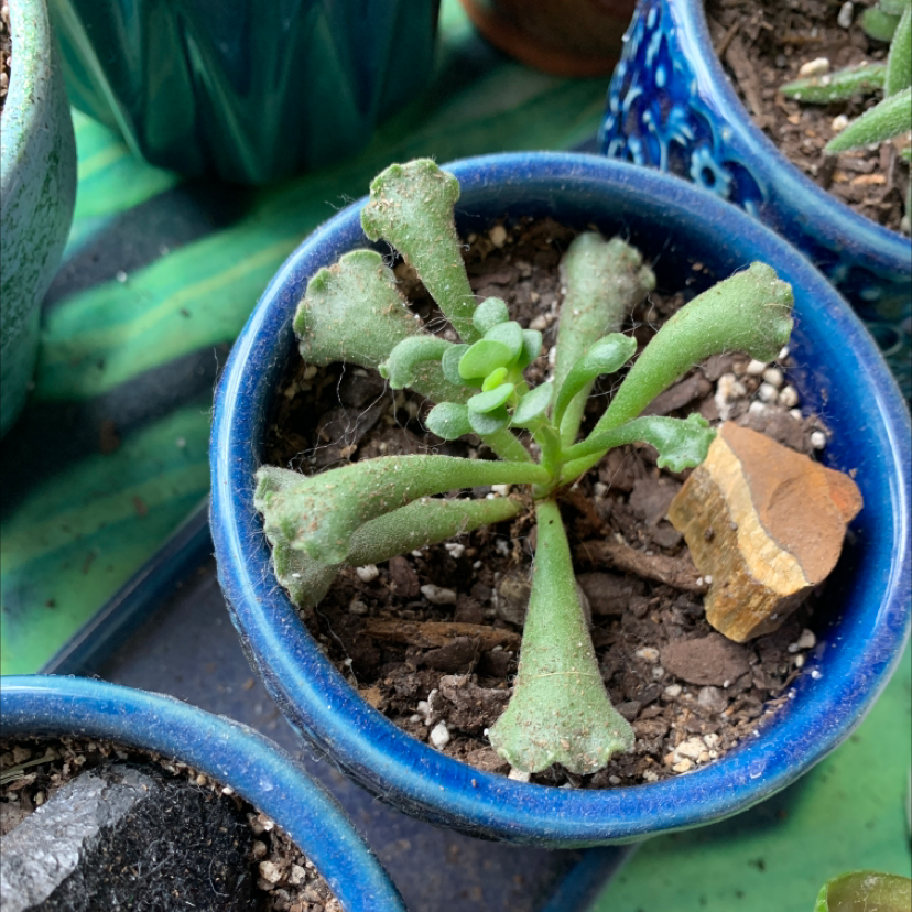 Pillow Feet Crinkle Leaf Plant in a blue pot with visible soil and healthy green leaves.