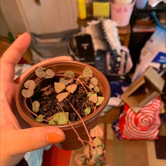String of Hearts plant in Somewhere on Earth
