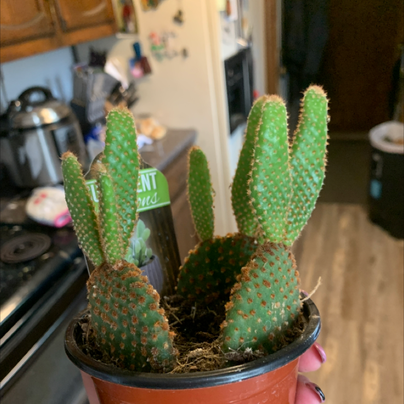 Bunny Ears Cactus plant photo by @Howellml named Kanye on Greg, the plant care app.