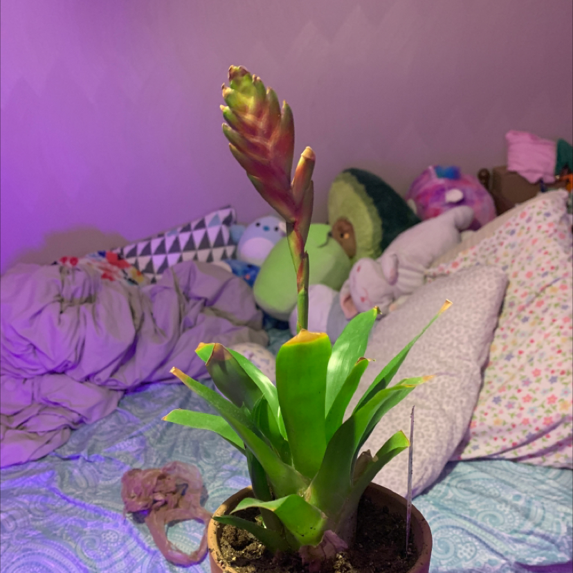 Vriesea Carinata plant photo by @Howellml named Harmony on Greg, the plant care app.