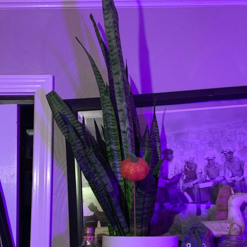Snake Plant plant photo by @Howellml named Phillip on Greg, the plant care app.