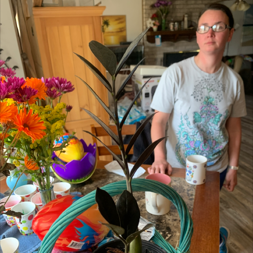 Raven ZZ Plant plant photo by @Howellml named Eva on Greg, the plant care app.