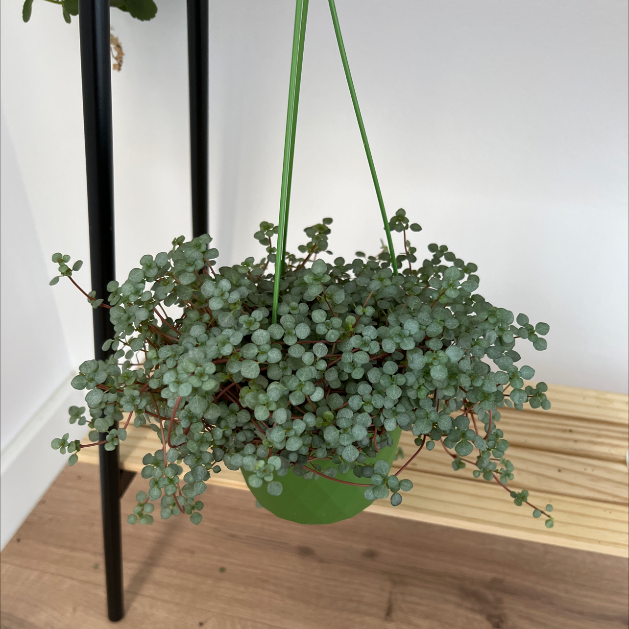 Healthy Pilea 'Silver Sparkle' plant in a hanging pot.