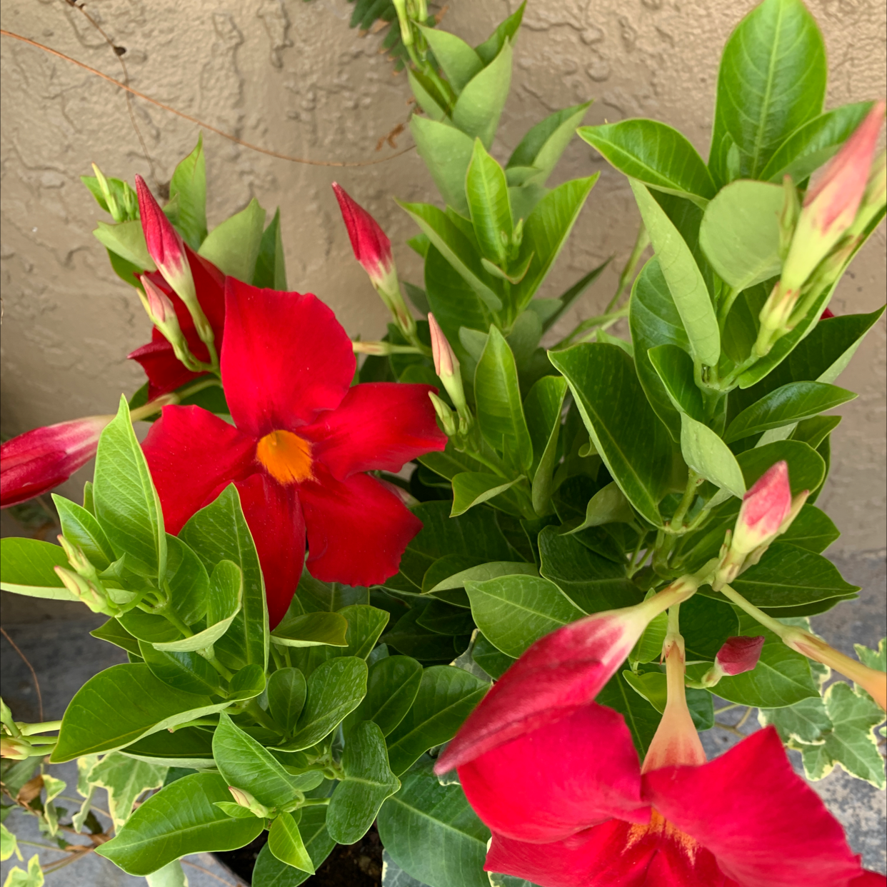 Brazilian Jasmine plant with vibrant red flowers and healthy green leaves.