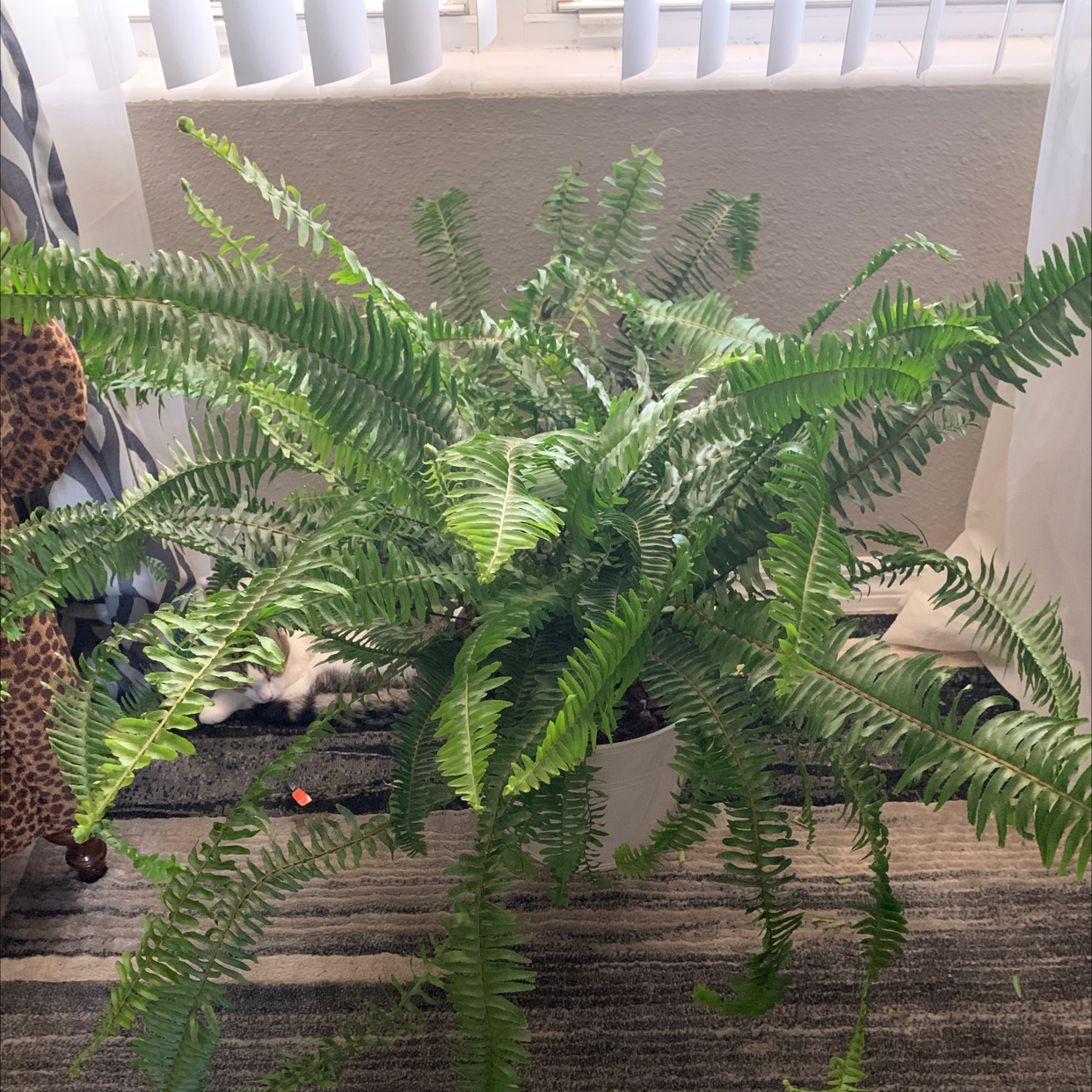 Indoor Kimberly Queen Fern with vibrant green fronds, placed in a well-lit room.