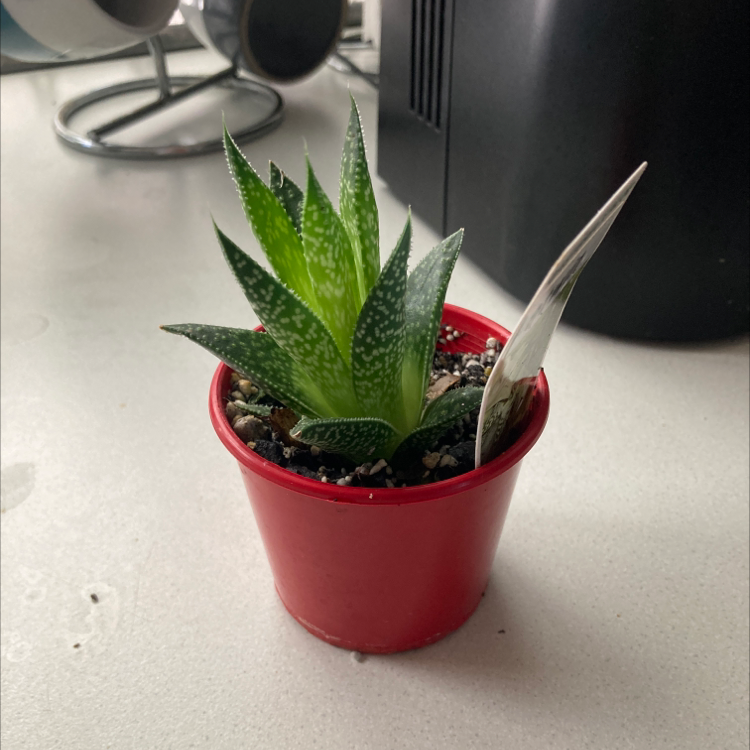 Gasteraloe 'Flow' plant in a red pot with one discolored leaf.