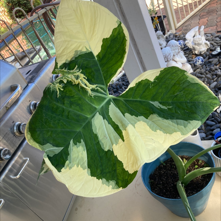 Mickey Mouse Taro plant with large, variegated green and white leaves in a pot with visible soil.