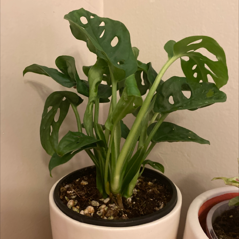 Monstera plant photo by @Bellabemine named Eavan on Greg, the plant care app.