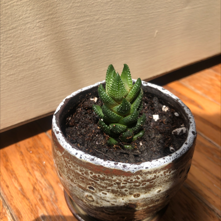 A healthy Zebra Wart succulent in a pot with visible soil.