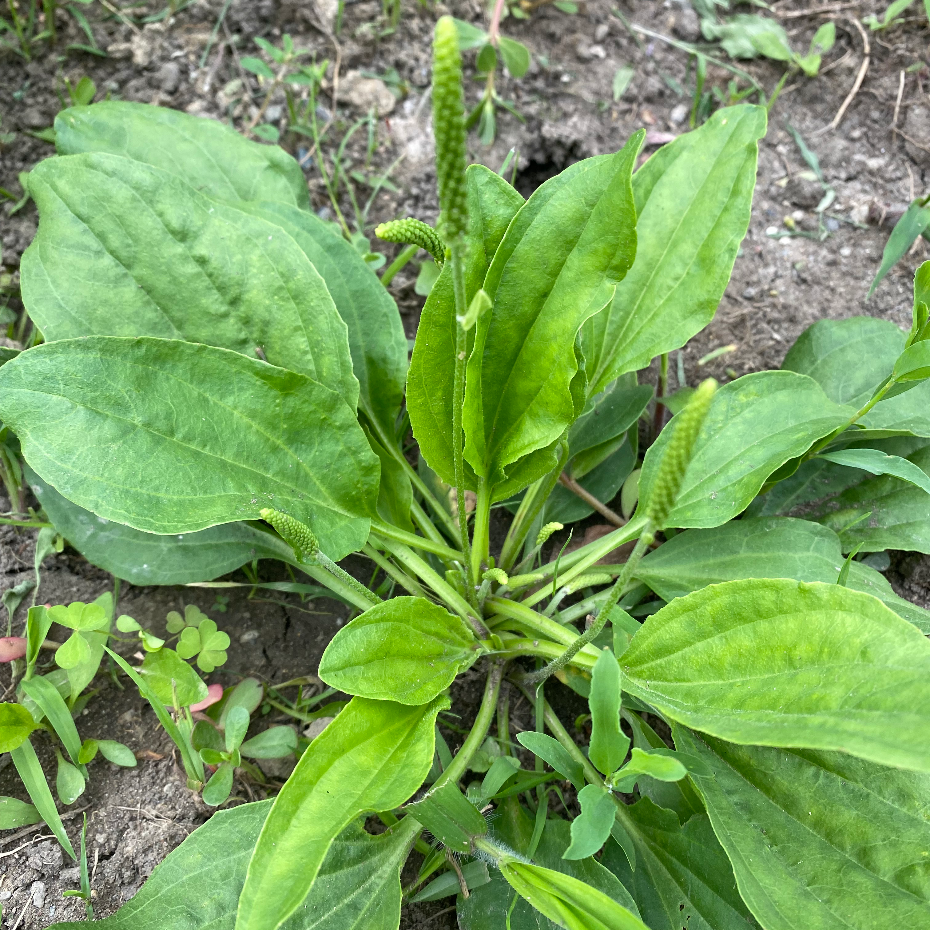 Broadleaf Plantain plant with healthy green leaves and visible soil.