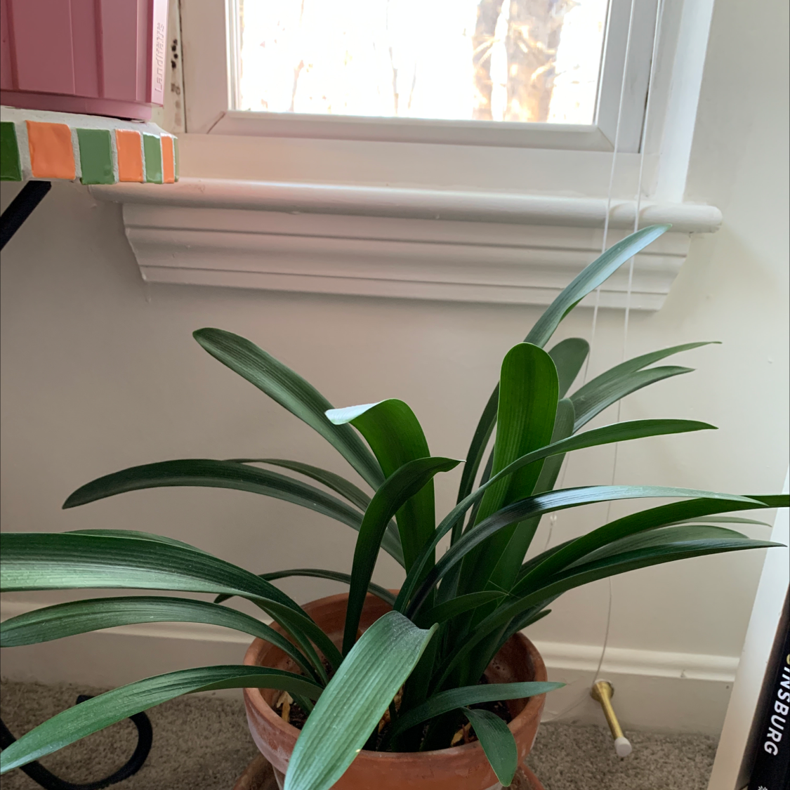 Potted Bush Lily with healthy green leaves near a window indoors.