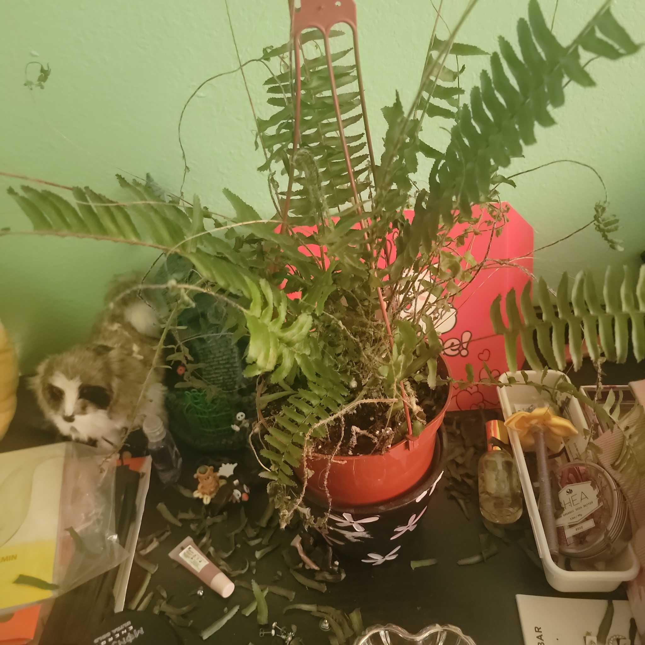 Christmas Fern in a pot on a cluttered surface with healthy green fronds.