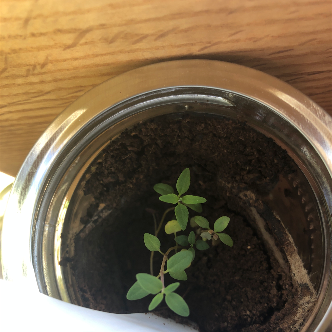A healthy young thyme plant in a small glass jar, with green oval leaves and no signs of discoloration or damage.