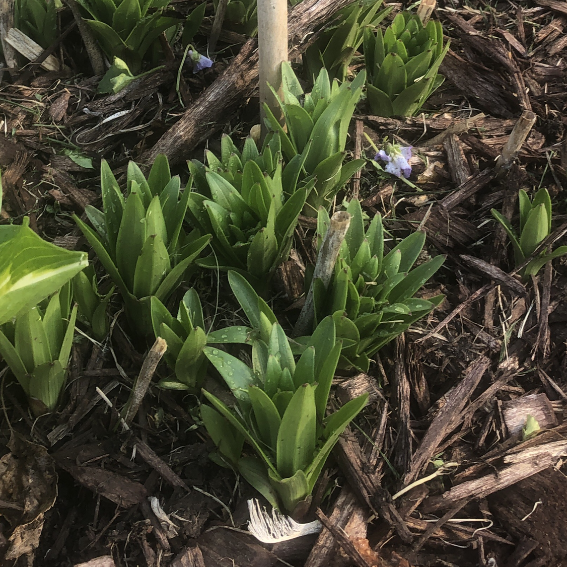 Cluster of young Garden Hyacinth plants growing in a mulched garden bed.