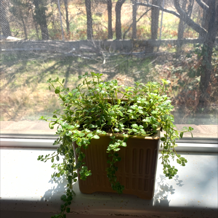 Healthy potted Pilea Baby Tears plant with dense green round leaves on trailing stems in square pot on windowsill.