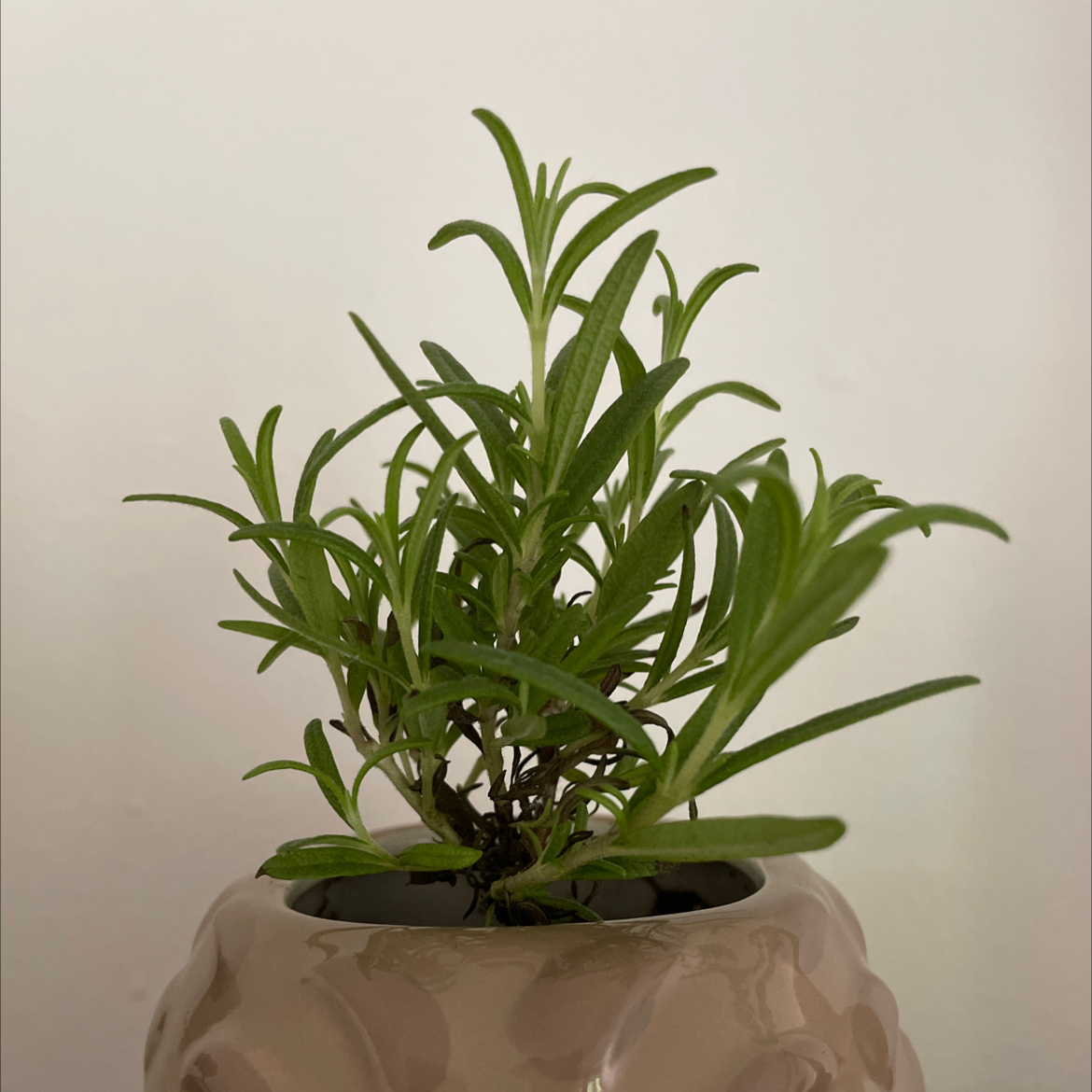 Photo of the plant species Rosemary by @SmartFlamelily named Romero on Greg, the plant care app