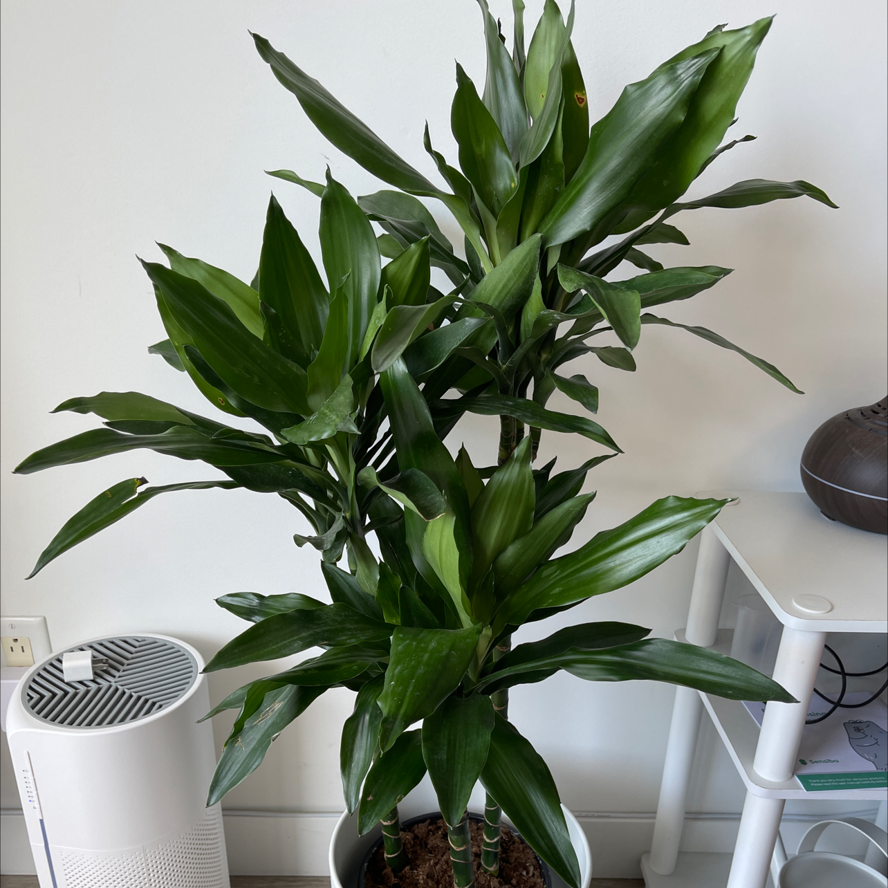 Dracaena Cintho plant with lush green leaves in a white pot, well-framed and in focus.