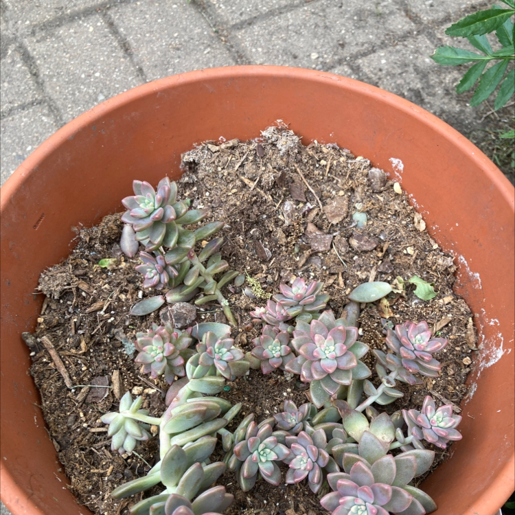 Photo of the plant species Pink Granite by @EarlyCucumber named Your plant on Greg, the plant care app