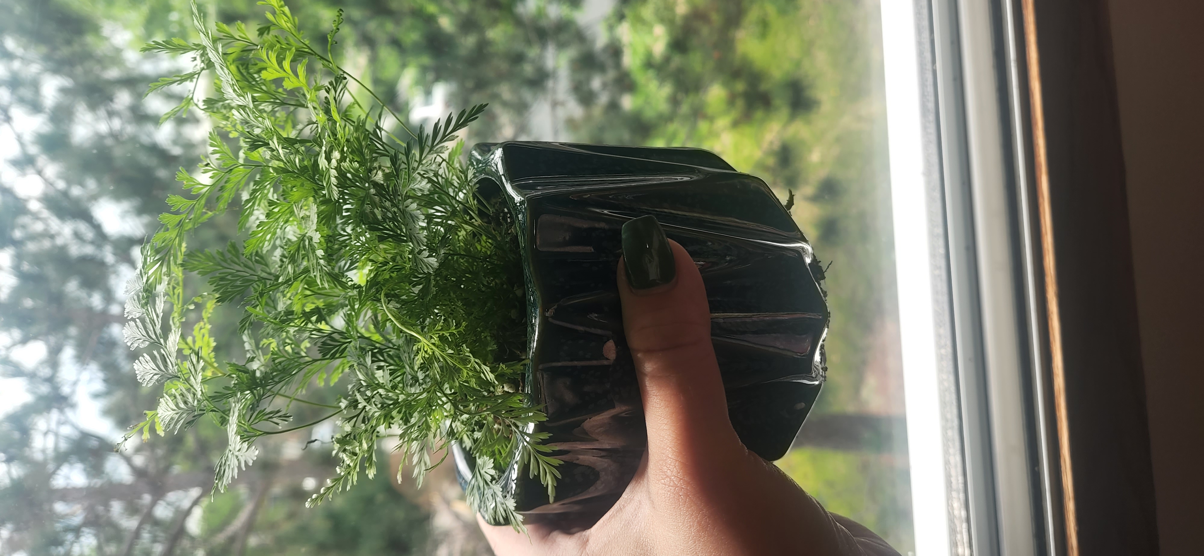 Black Rabbit's Foot Fern in a pot, held by a hand near a window.