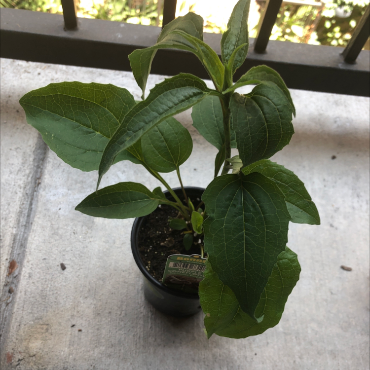 Photo of the plant species Purple Coneflower by @Mm1995 named Bigleef Smalls on Greg, the plant care app