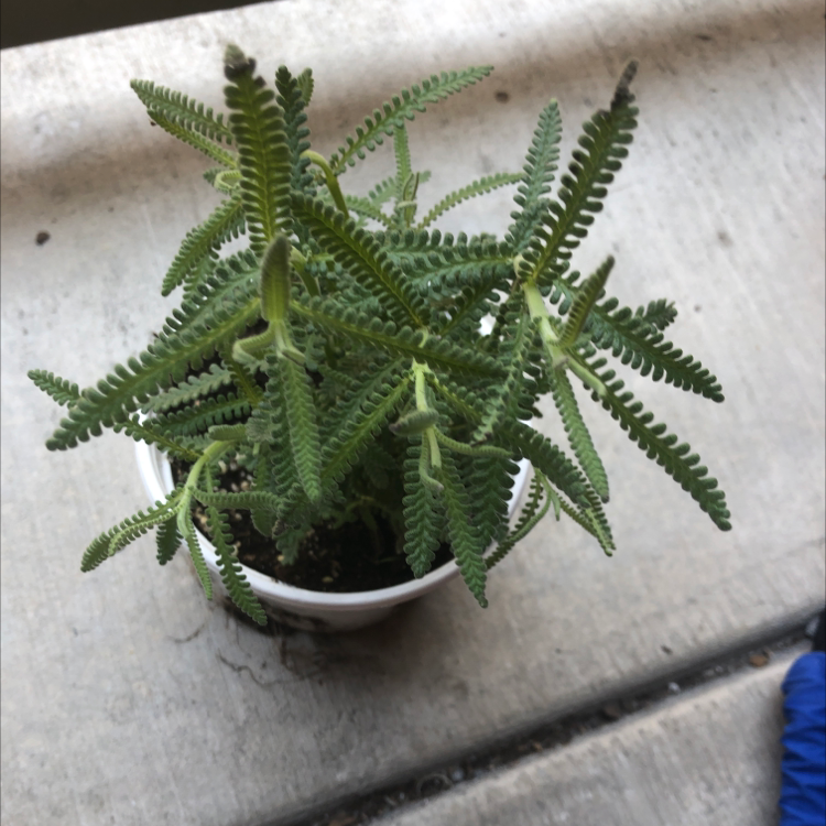 Photo of the plant species French Lavender by @Mm1995 named Pax on Greg, the plant care app