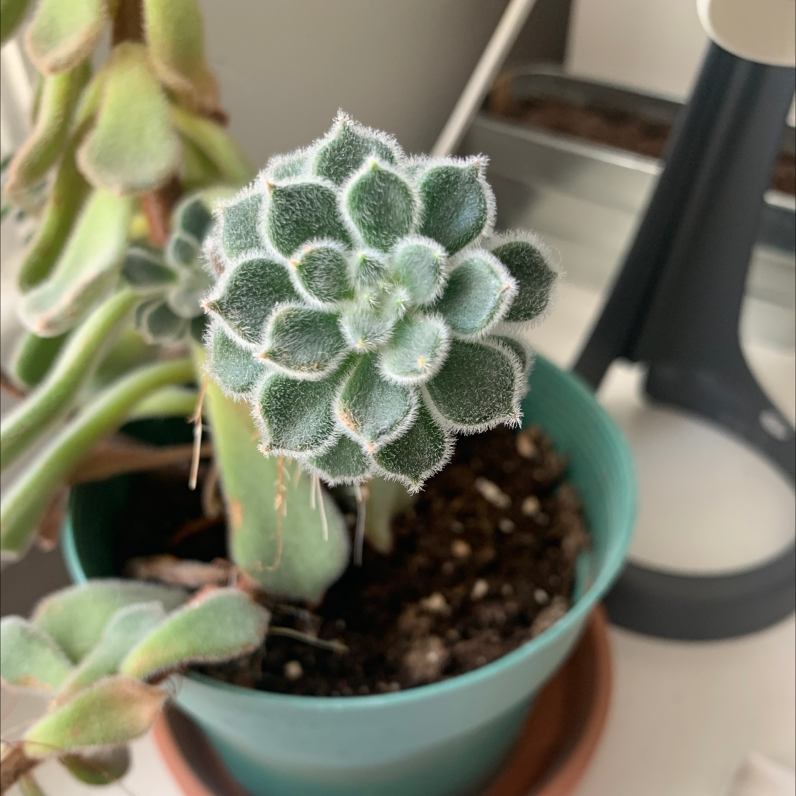 Healthy Mexican Firecracker succulent in a green pot with visible soil.