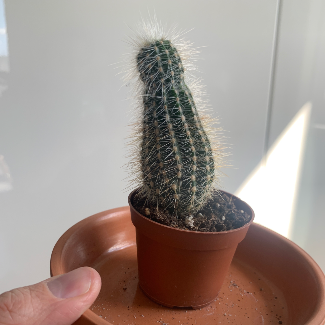 A small Saguaro cactus in a pot, held by a hand, with visible soil.