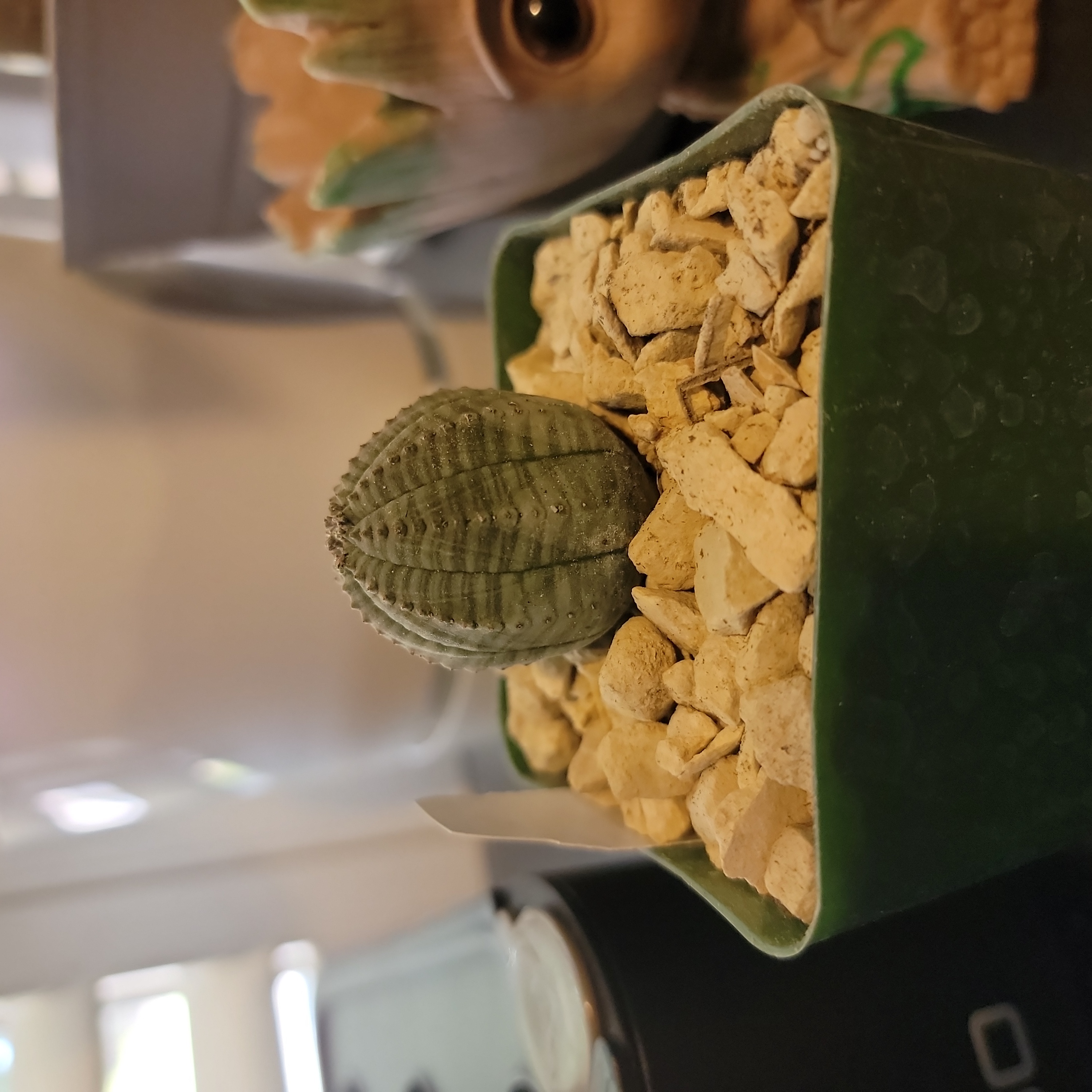 A healthy Baseball Plant (Euphorbia obesa) in a pot with light-colored gravel.