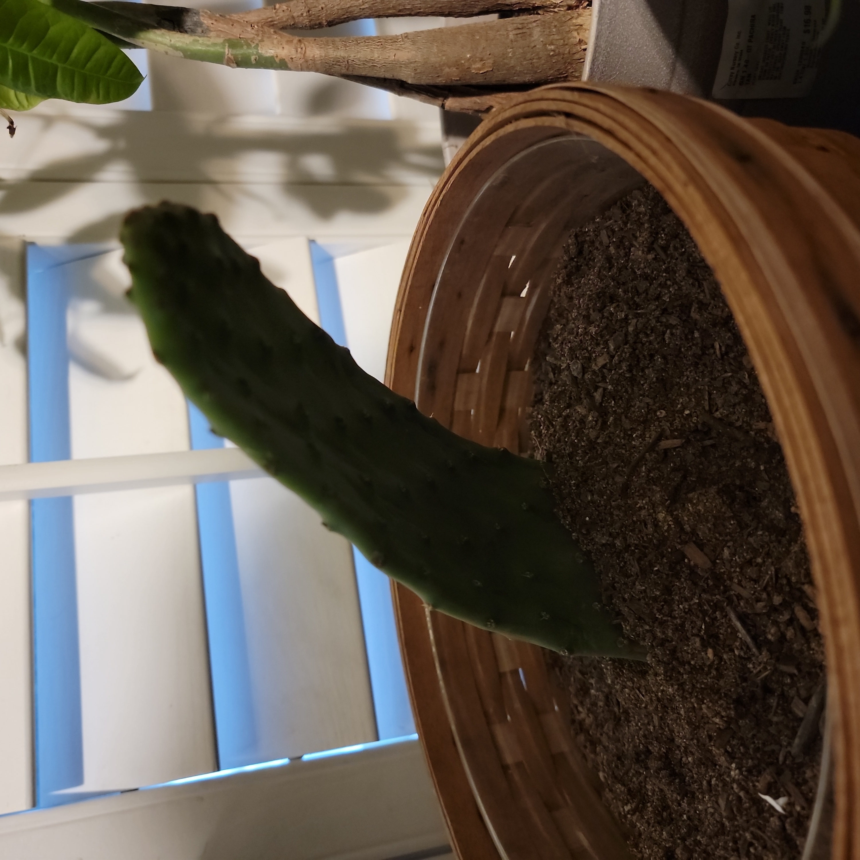 A healthy Sunburst Prickly Pear cactus in a pot with visible soil.