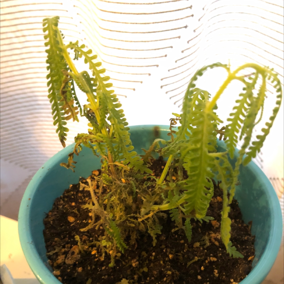 Photo of the plant species hard-fern by @OpulentBonsi named Lavender on Greg, the plant care app