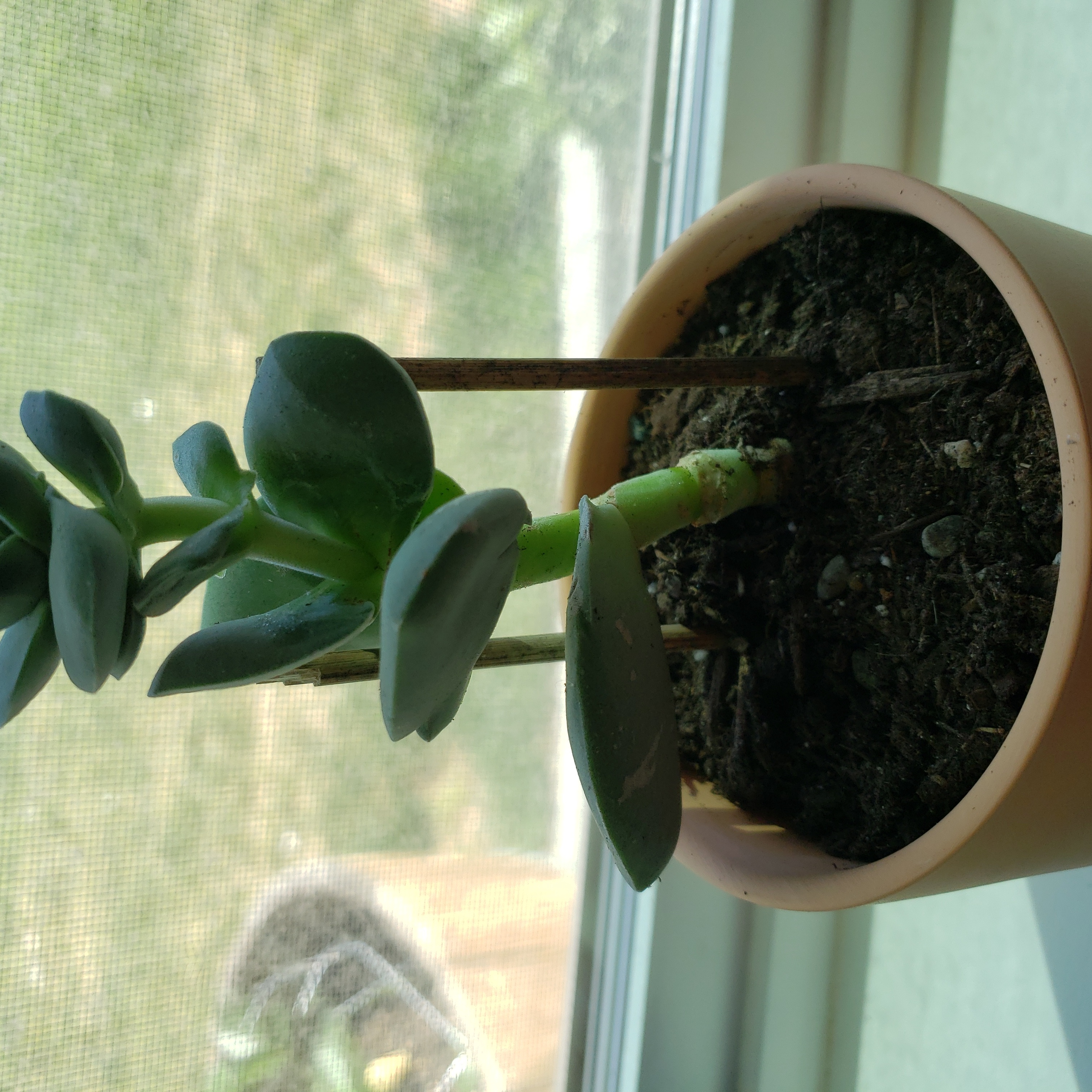 Photo of the plant species Crassula cotyledonis by @LogicalKanono named Chonkers on Greg, the plant care app