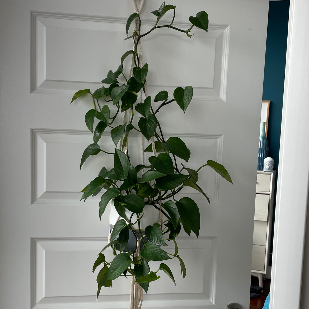 Taro Vine plant photo by @Bbeis named Planty McPlantface on Greg, the plant care app.