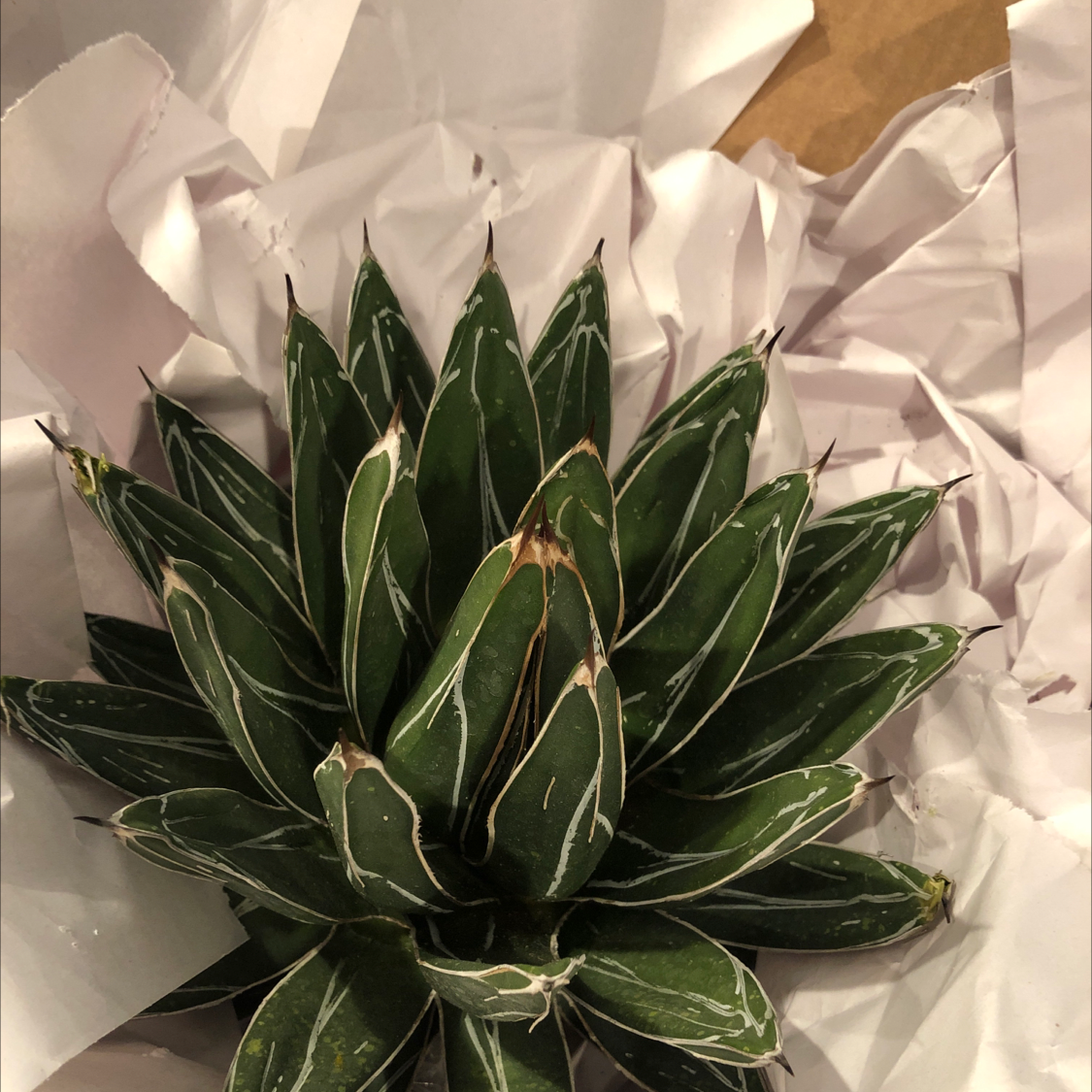Queen Victoria Agave plant with dark green leaves and white markings, some browning at tips.