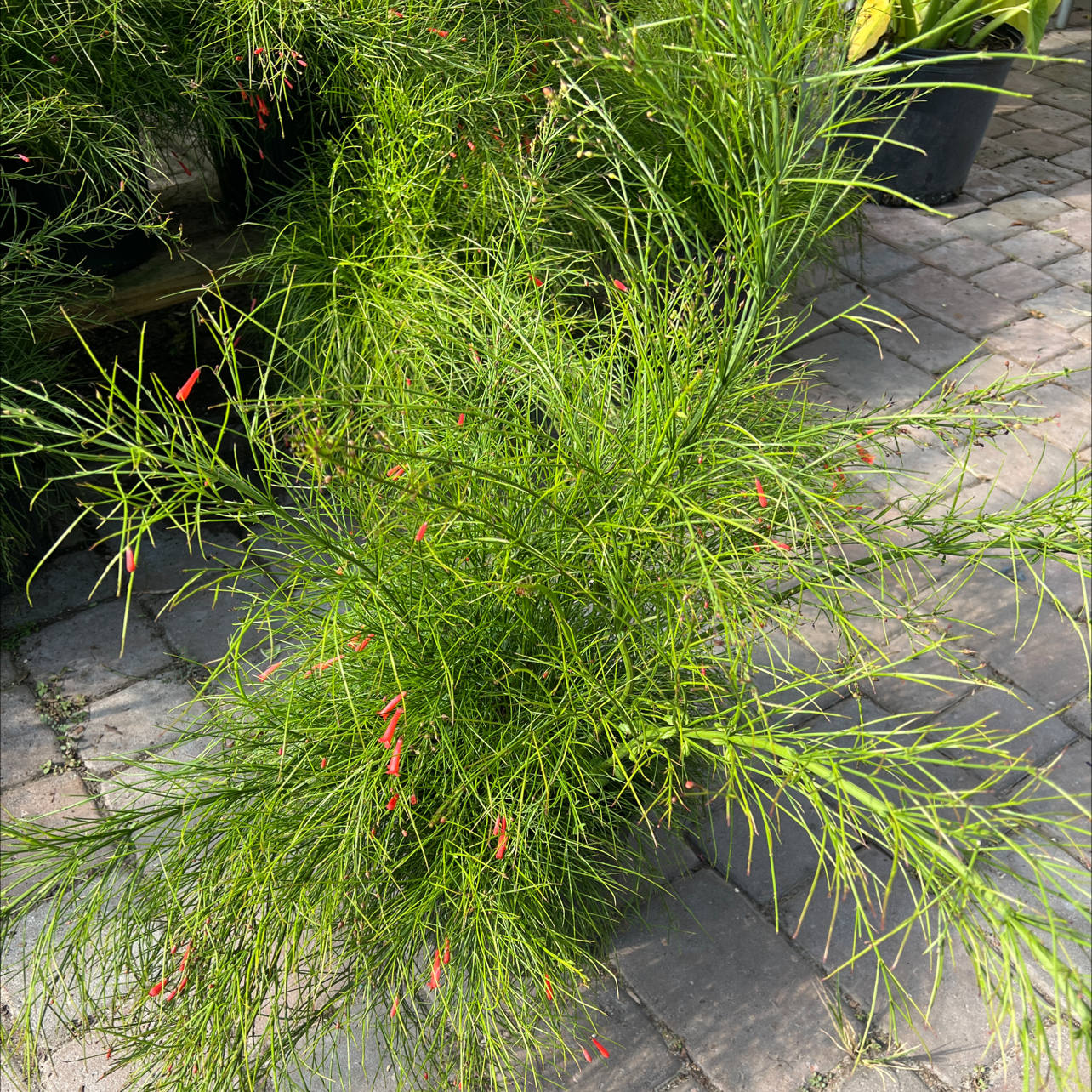 🎆 Why Are There Black Spots on My Firecracker Plant Leaves?