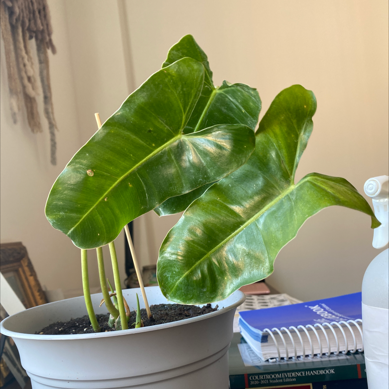 Potted Burle Marx plant with large green leaves, placed indoors on a surface with books and a spray bottle.