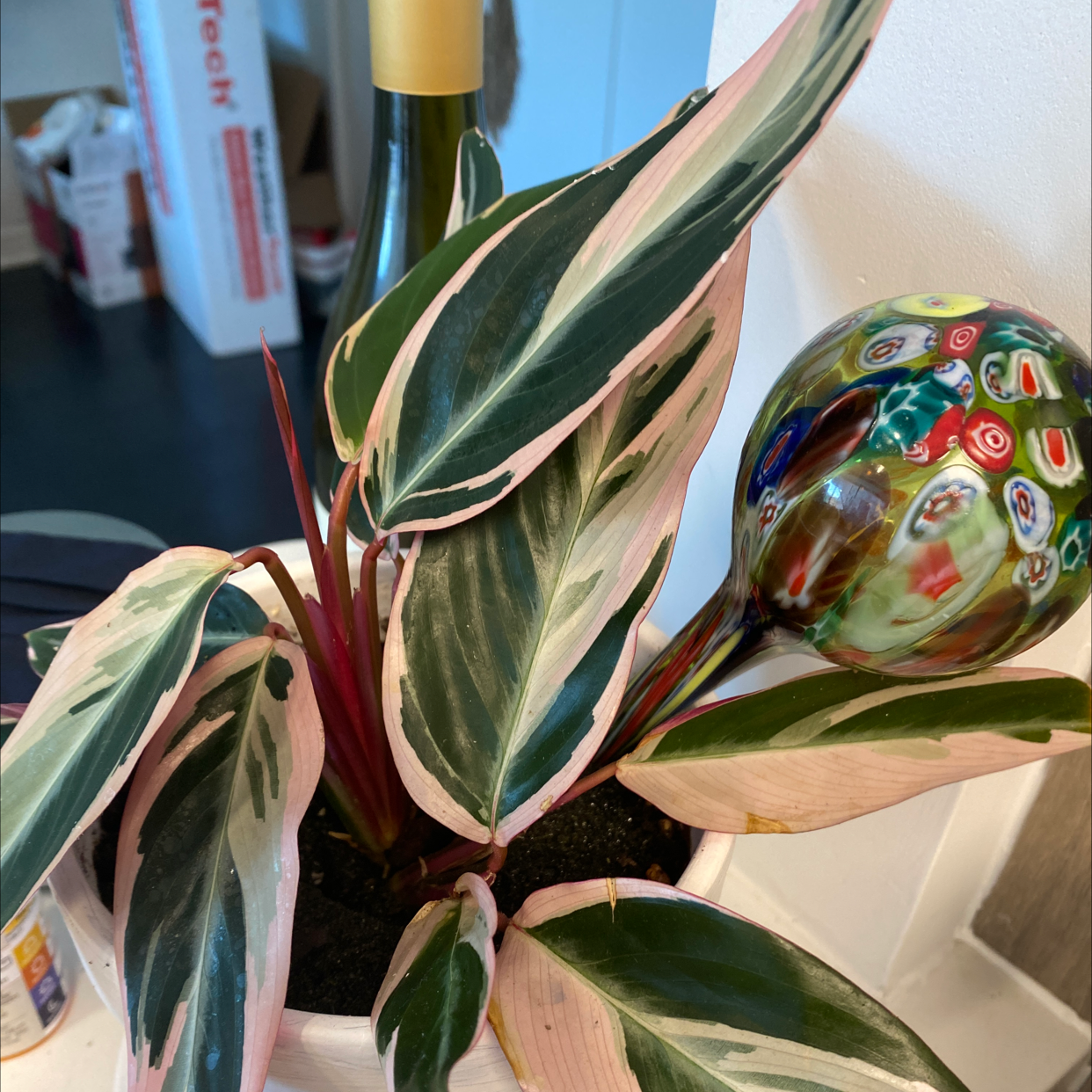Never Never Plant with variegated leaves in a pot, soil visible.