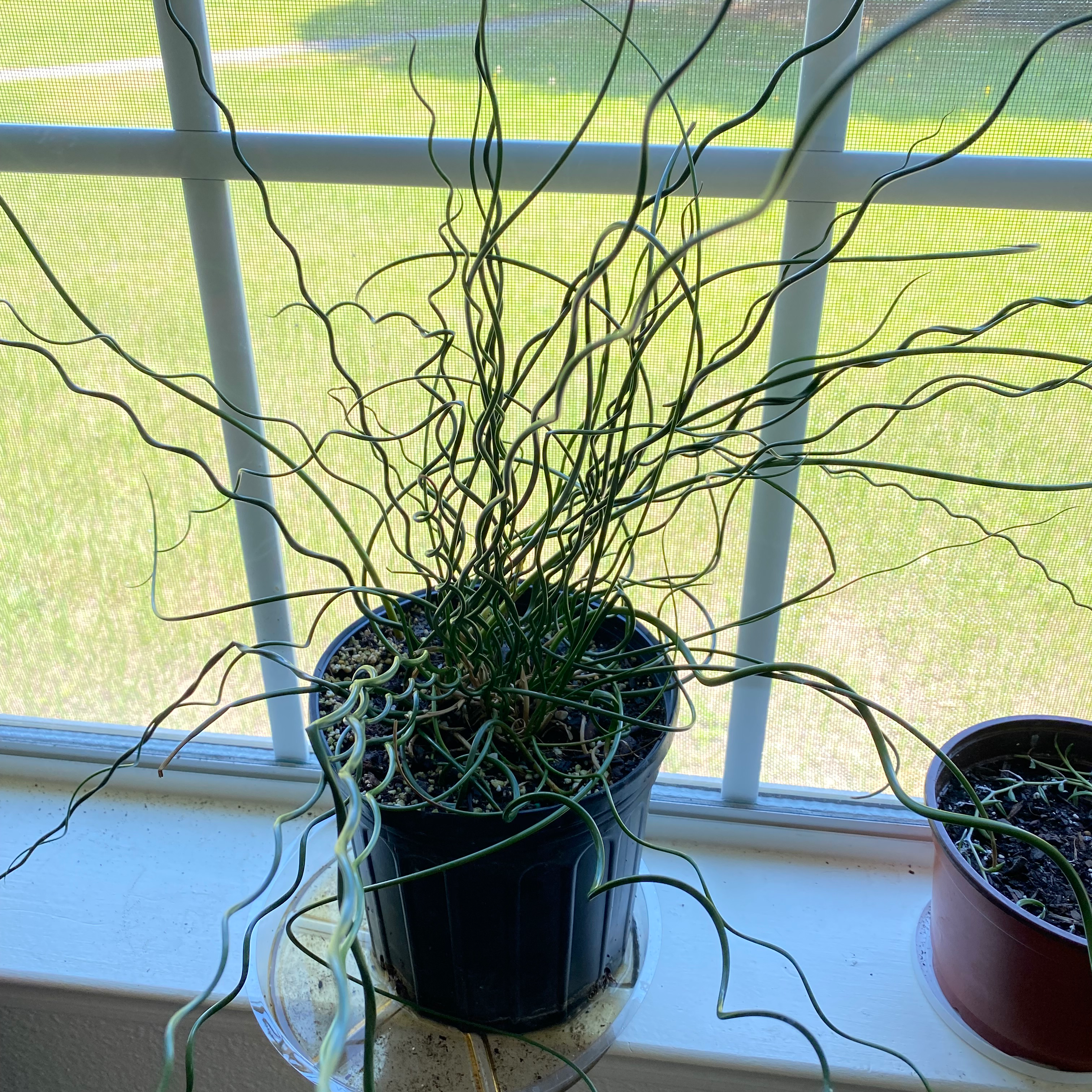 Potted Corkscrew rush plant on a windowsill with visible soil and healthy green stems.
