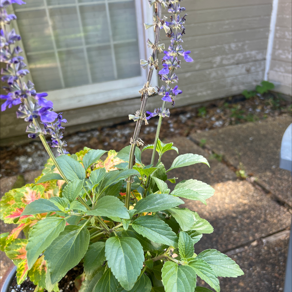 Mealycup Sage plant with green leaves and purple flowers in a pot on a patio.