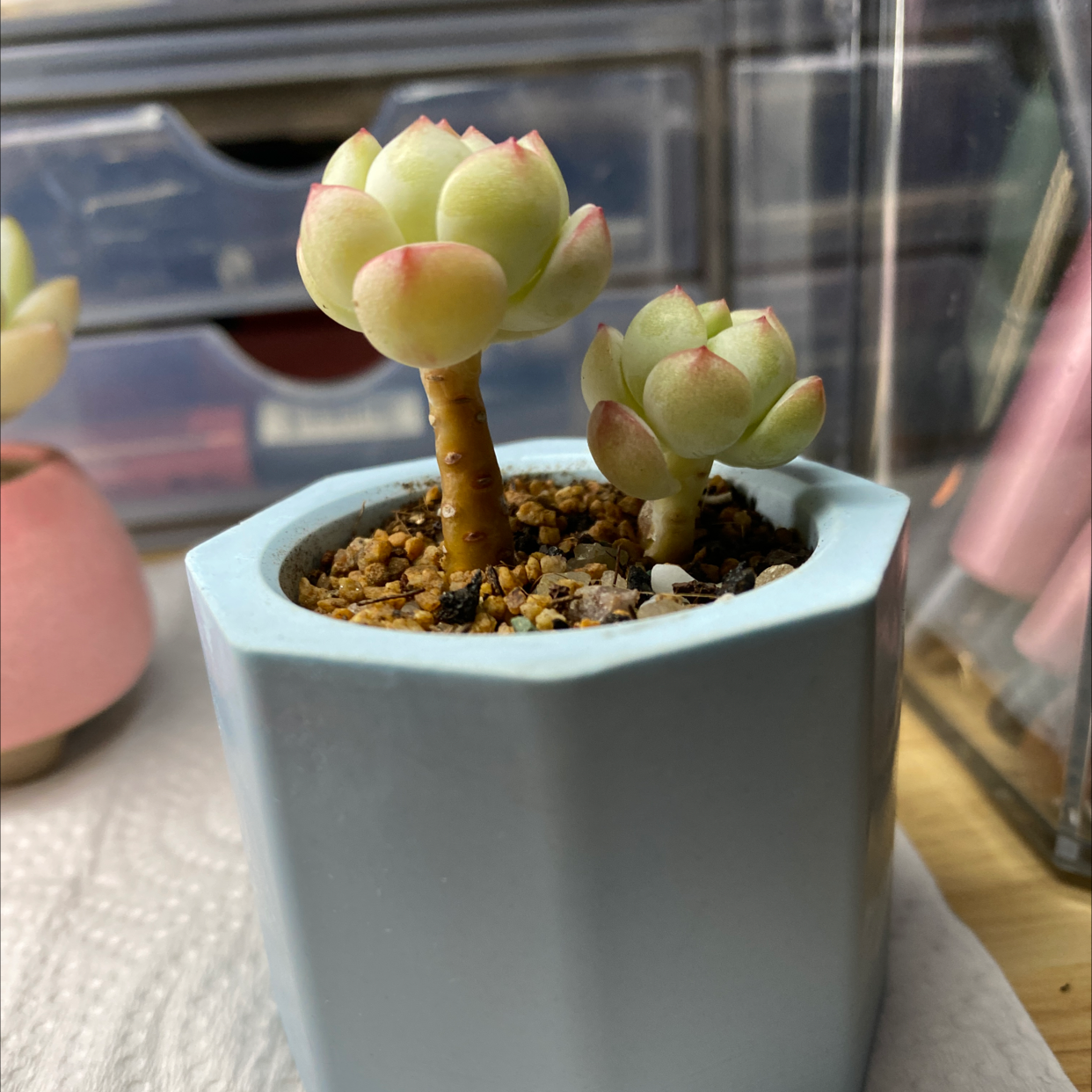 Photo of the plant species Sedeveria 'Pudgy' by @Adrian5289 named 香草 on Greg, the plant care app