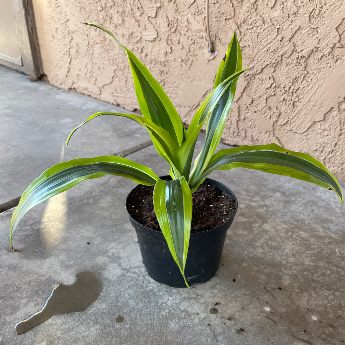 Lemon Surprise Snake Plant in a black pot with vibrant green leaves and yellow edges.