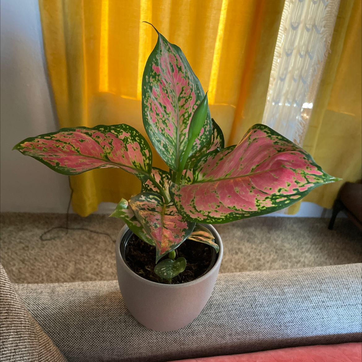 Pink Dalmatian Aglaonema plant in a pot with vibrant pink and green leaves.