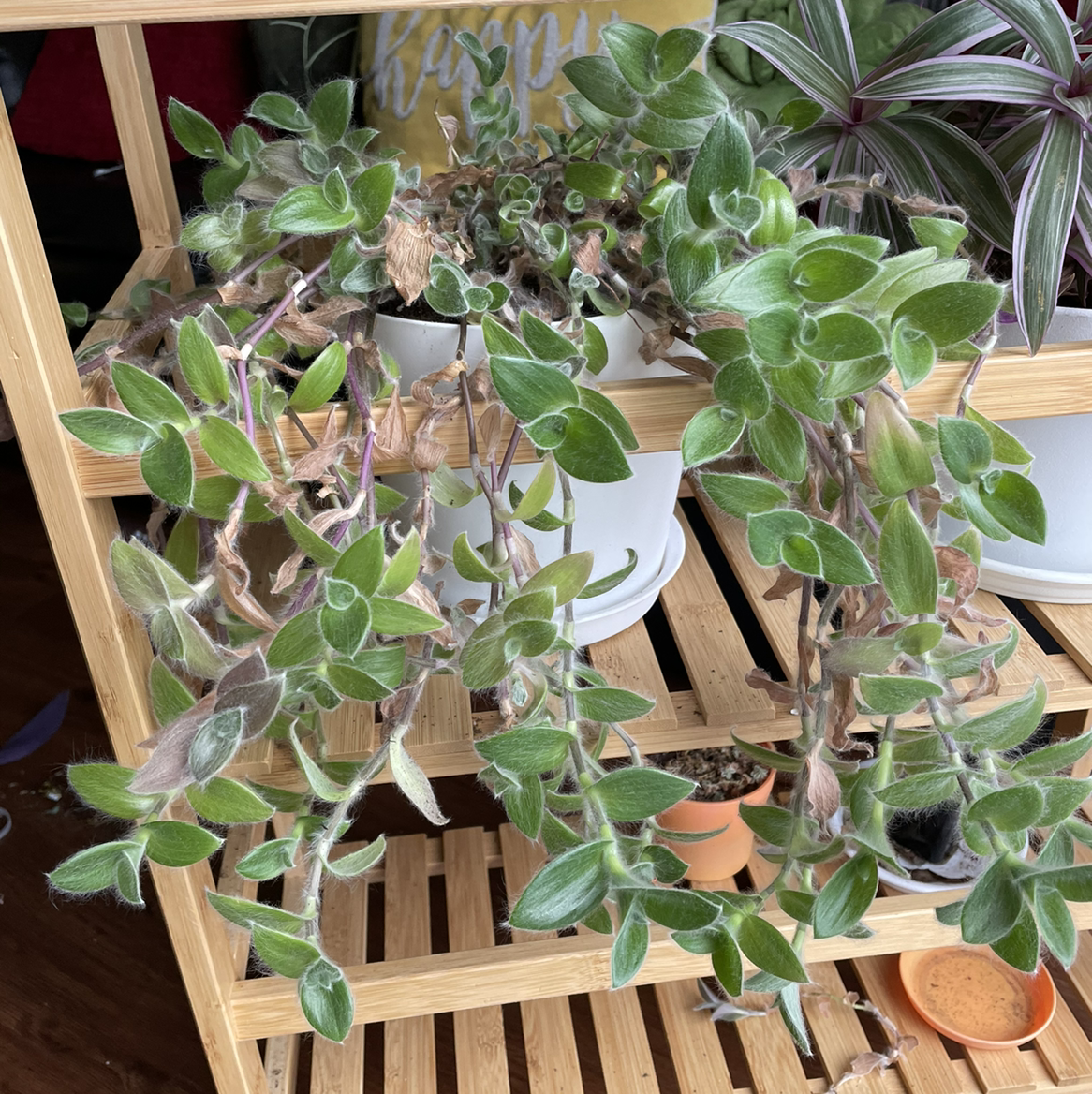 Trailing White Velvet plant with small, green, velvety leaves on a wooden shelf.