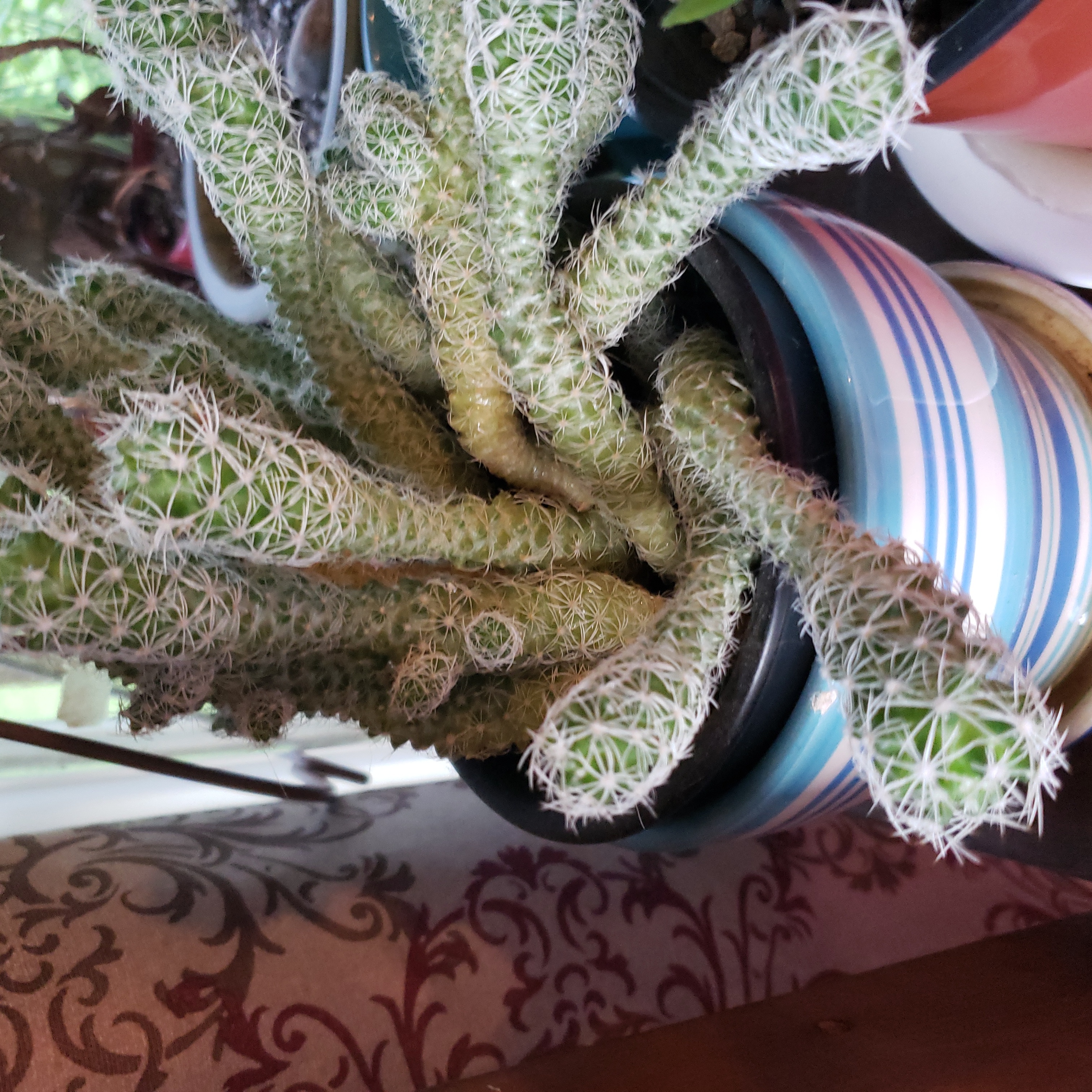 Lady Finger Cactus 'Copper King' in a pot, healthy and well-framed.