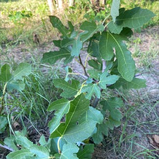 Brown Turkey Fig plant in Somewhere on Earth