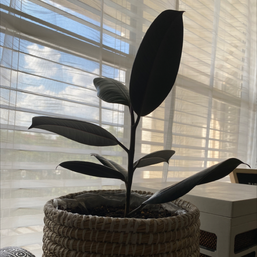 Rubber Plant plant photo by @shealenyeah named Ronald on Greg, the plant care app.