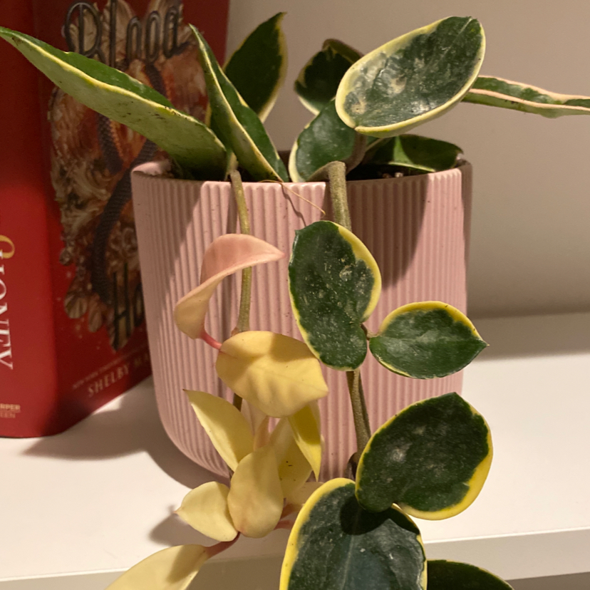 Hoya Krimson Queen plant in a pink pot with variegated leaves, some yellowing and browning.