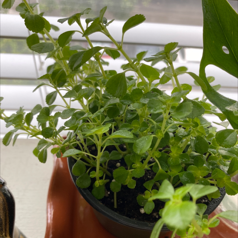 Healthy Pilea Baby Tears plant with lush green rounded leaves growing densely in a small black nursery pot, soil visible.