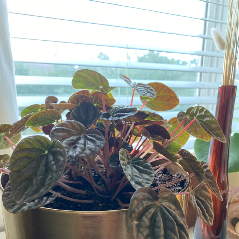 Silver Frost Peperomia plant photo by @shealenyeah named Persephone on Greg, the plant care app.