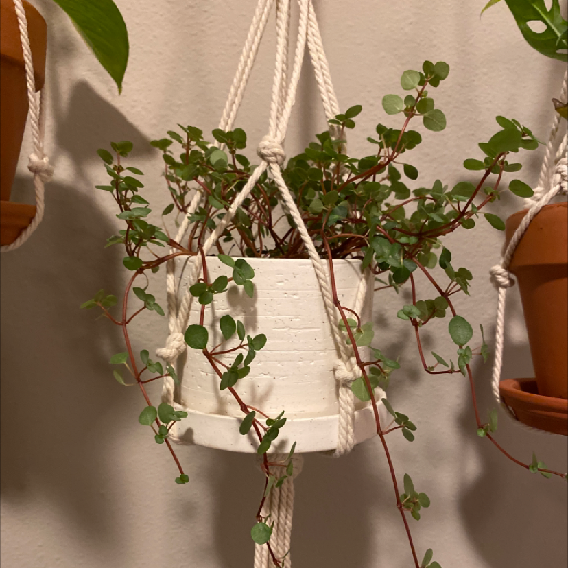Photo of the plant species Pilea 'Aquamarine' by @shealenyeah named Clio (Muse of History) on Greg, the plant care app